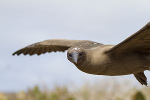 Genovesa Island, Galapagos 296.jpg